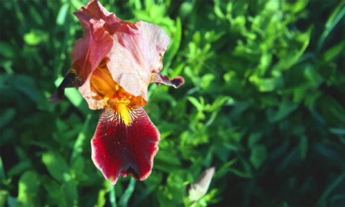 2. pühapäev pärast nelipüha