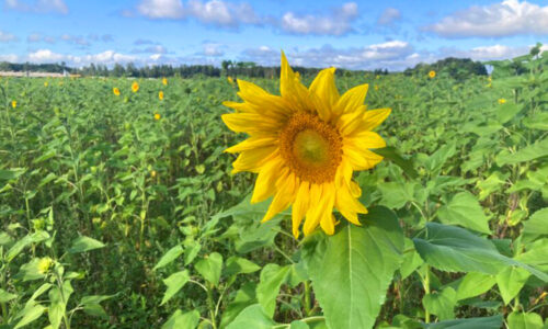 Õnnitlus kuldpulmapäevaks