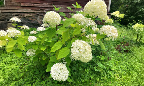 EELK Kirikumuusika Liit õnnitleb