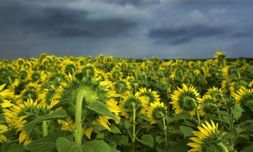 Laps magab, taevas on must