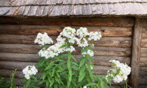 EELK Kirikumuusika Liit õnnitleb