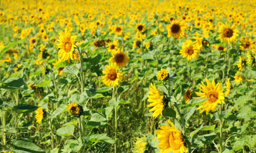 LMLi pöördumine: lõpetage sõda, kaitske Ukraina rahvast