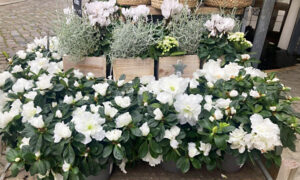 EELK Kirikumuusika Liit õnnitleb