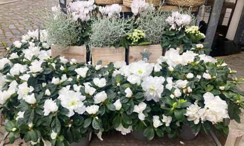 EELK Kirikumuusika Liit õnnitleb