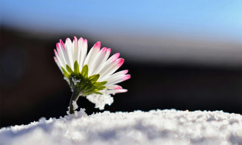 EELK Kirikumuusika Liit õnnitleb