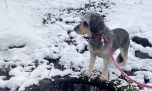 2. pühapäev pärast ilmumispüha