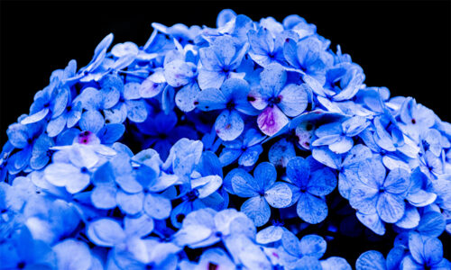 EELK Kirikumuusika Liit õnnitleb