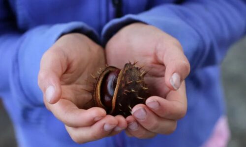 Toimub registreerumine hingehoidja baaskoolitusele