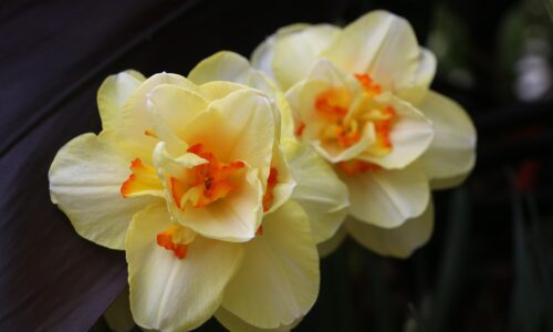 EELK Kirikumuusika Liit õnnitleb