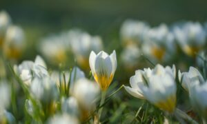 EELK Kirikumuusika Liit õnnitleb