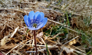Kristuse ülestõusmise püha