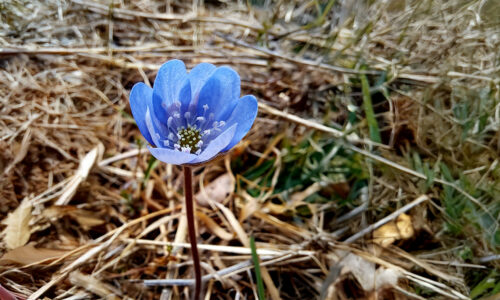 Kristuse ülestõusmise püha