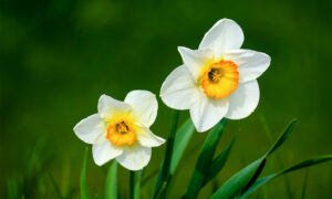 EELK Kirikumuusika Liit õnnitleb