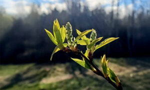 Ülestõusmisaja 4. pühapäev