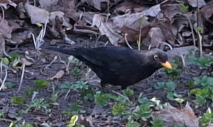 Ülestõusmisaja 5. pühapäev