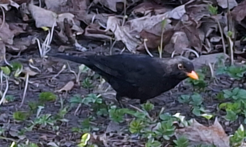 Ülestõusmisaja 5. pühapäev