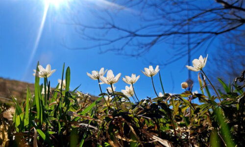 Ülestõusmisaja 3. pühapäev