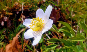 Ülestõusmisaja 2. pühapäev